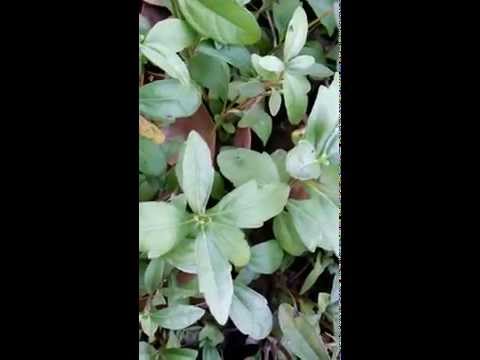 how to grow bhringraj plant