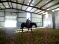 Artistic Freedom-Artful Move daughter Freeda has a combined total of 67 AQHA points in Open and youth classes.