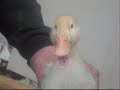My baby ducky!