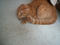 Cat Freaking Out Cat Freaking Out