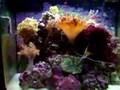 24g Nano Aquarium Black Onyx Percula's