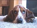Basset Takes 5 To Mope Basset Takes 5 To Mope