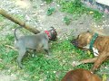 6 week old pitbull playing