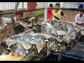 videos de World Biggest Snake Ever !!!!!!!!