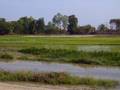 Entering Laos - Padi Fields