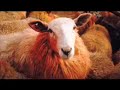 Why I am Vegan