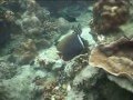 Snorkeling in Thailand