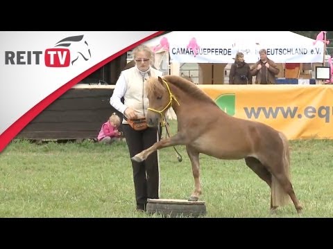shetty - Mehr Videos zum Thema Pferde und Reiten gibt es auf http://www.reittv.de Das Showteam demonstriert auf der EQUITANA Open Air die Lernwilligkeit der Shetty un...