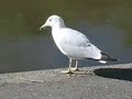 parc-saintviateur-montreal-fuimos-tango.html