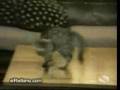Gatos metiendose ostias