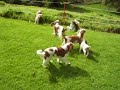 Cavalier King Charles Spaniel - Crazy Catrice