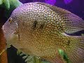 [My PETS] My Freshwater Fish Tank [PT-4]