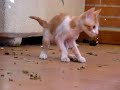 gato bizcocho