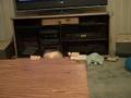 Nov 18 2008 - VID00039.AVI