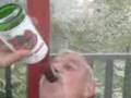 Lesio zamyka wino na raz 1 Ciecho 28-08-08