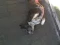 perra boxer loka