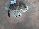 o gato adotado da kelen