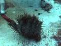Crown-of-Thorns starfish