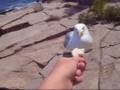 Hand-feeding the Seagulls