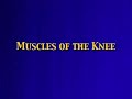 Knee Anatomy Video Tour