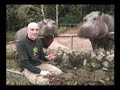 Passeio Animal - Hipopótamo