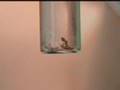 How To Find Bed Bugs In Hotels Motels