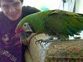 PARROT POUNDS IT PARROT POUNDS IT