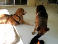 Jake and Wolfie playing