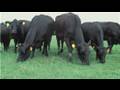 videos de Poker Games : How to Play Cow Poker