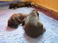 Where is my mummy!