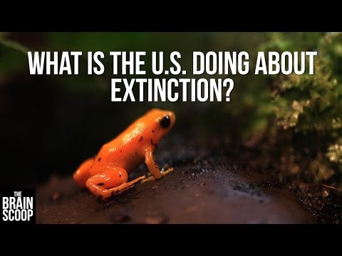 Endangered Species: an explainer