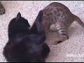 Bengal kitten vs. black cat: Pantera tribute!