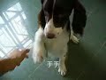 SPRINGER SPANIEL SPRINGER SPANIEL