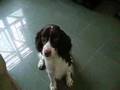 Springer