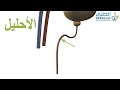 تشريح الجهاز البولي الجزء الأول