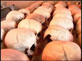 Massacre at Murambi
