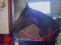 Raw Video: Big Brown Ready to Race Again