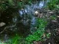 African Rock Python African Rock Python