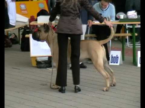 dogo canario