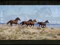 videos de Wild Horses (+Lyrics)