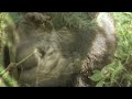 GORILLAS KILLED IN CONGO