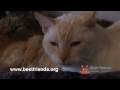 Neko Case - Best Friends PSA