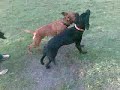 Loona vs. Shadow