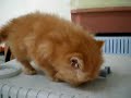 Red Tabby 00