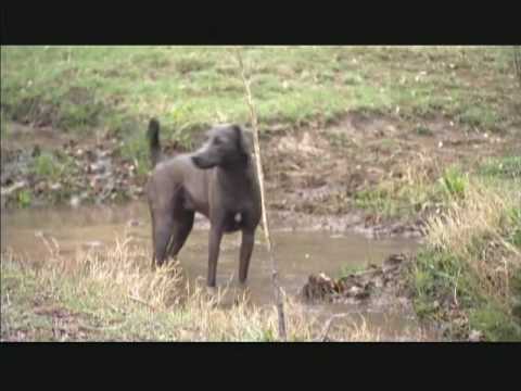 Lacy Dogs in Life After People