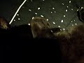 Hibernating Bear