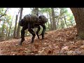 Robotic "BigDog" made by BostonDynamics