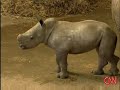 Baby white rhino born Baby white rhino born