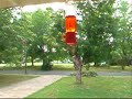 August Hummingbirds