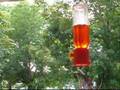 August Hummingbirds